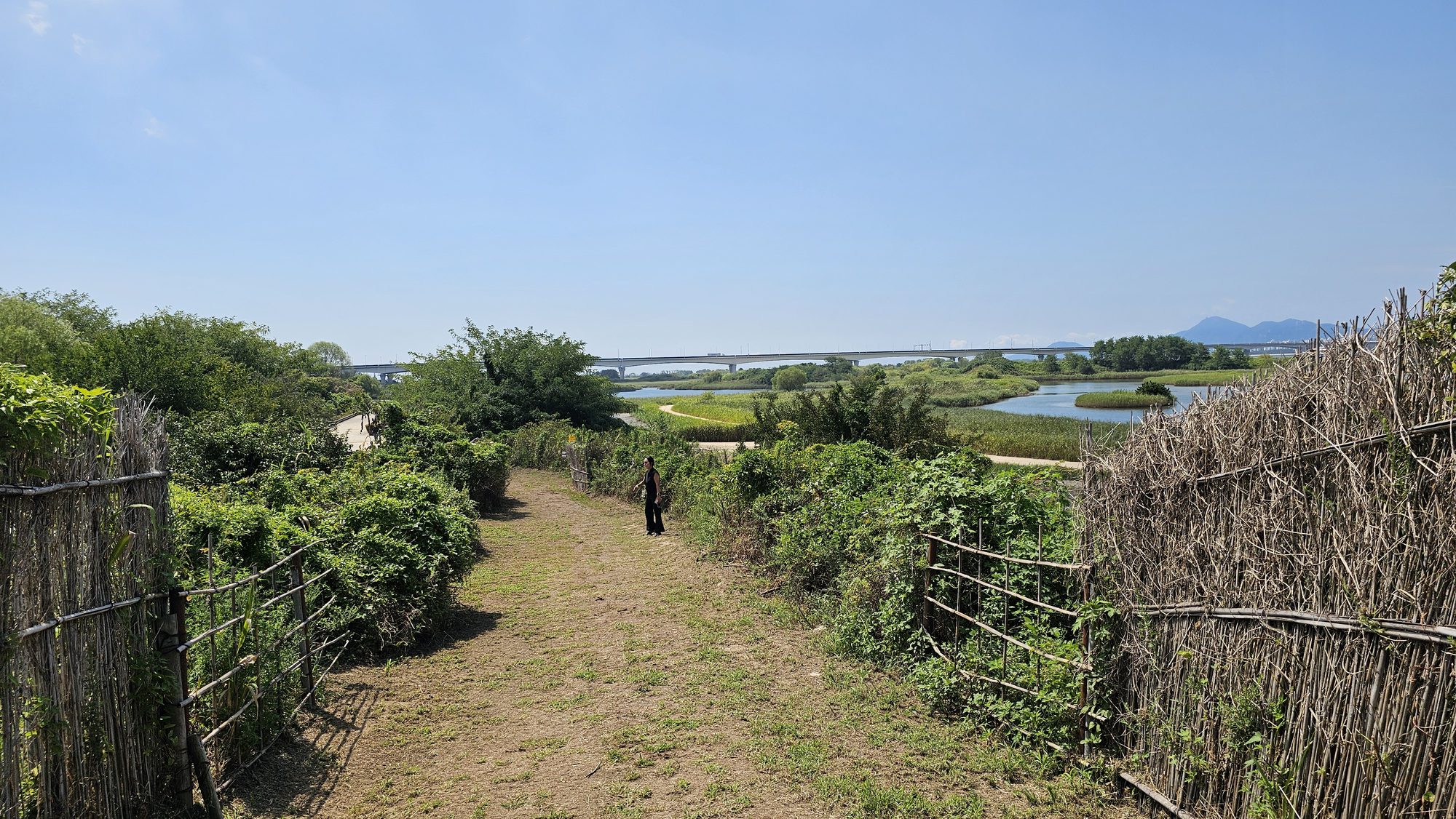 A guest walking the reed-lined boardwalk route through Eulsukdo