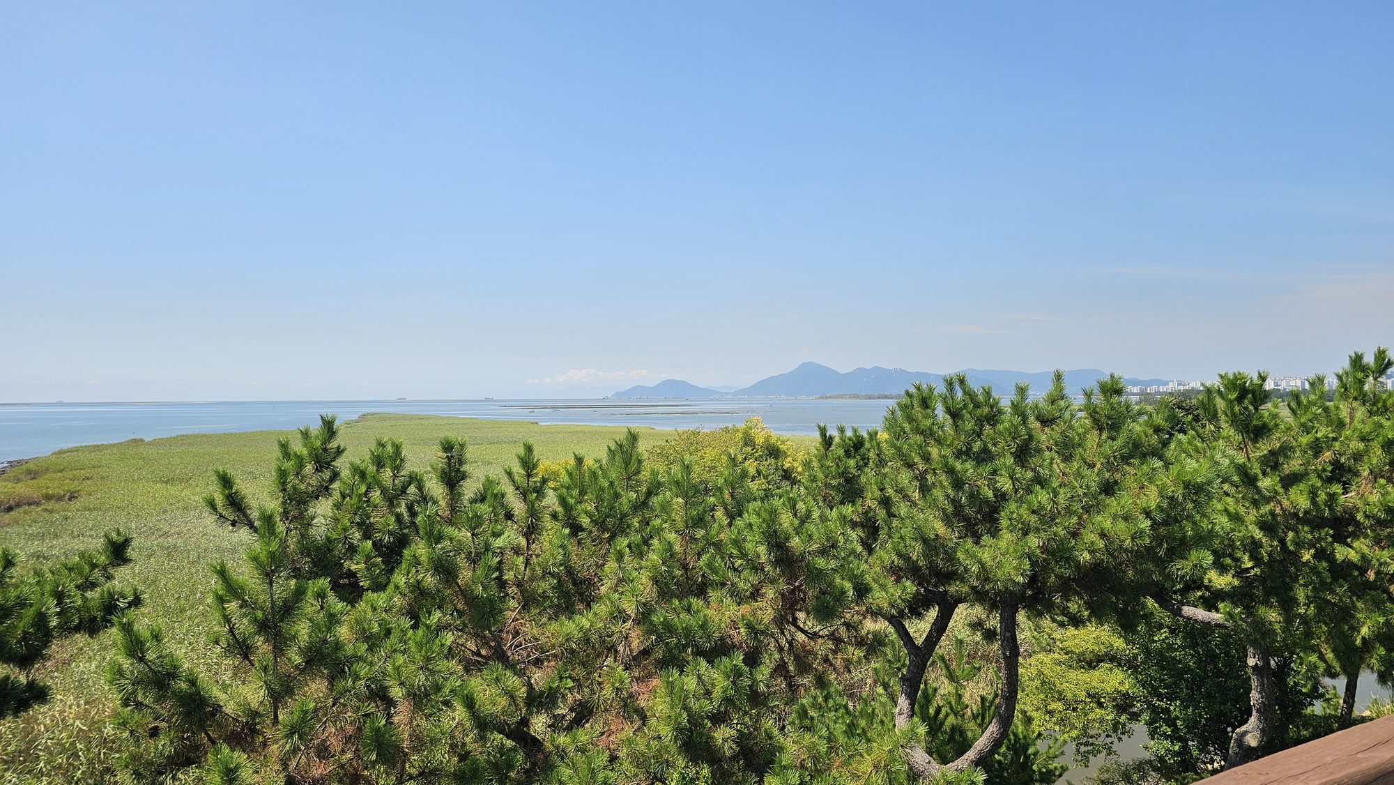 Wetland grass meeting the sea at Eulsukdo